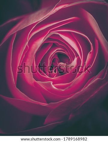 Beautiful Rose on Vintage style; nature background