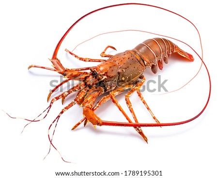 Spiny Lobster isolated on white background, Boiled Spiny Lobsters Asia Seafood in white background, Royalty-Free Stock Photo #1789195301
