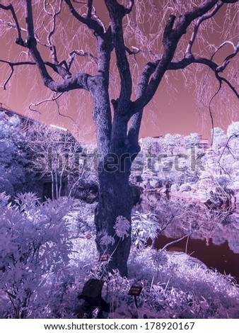 Extended infrared images of a Japanese park in winter.