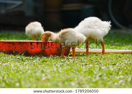 A selective focus picture of muscovy duckling drinking water in the poultry farm. The duck been breed for its meat.
