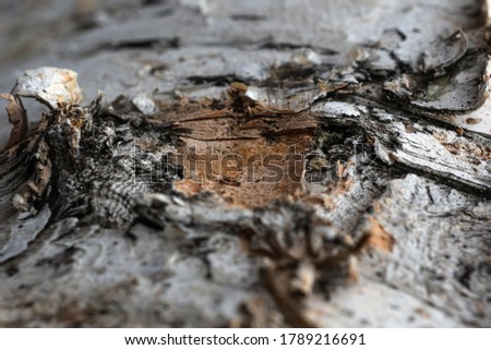 tree bark, birch macro texture. dried birch bark. closeup