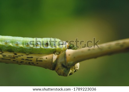 close-up of the green caterpillar, with shooting under the sun.