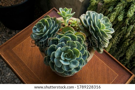 Succulent plant. Closeup of an Echeveria imbricata, also known as Blue Rose Echeveria, growing in a flower pot in the urban garden. Its beautiful rosettes and green leaves. Royalty-Free Stock Photo #1789228316