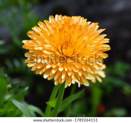 The orange flower of the decorative terry calendula is close-up on a blurred background. Glare of the sun on the petals