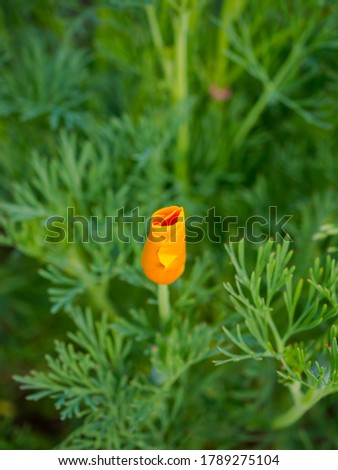 An isolated California poppy bud in bright orange with fresh green foliage in the background 