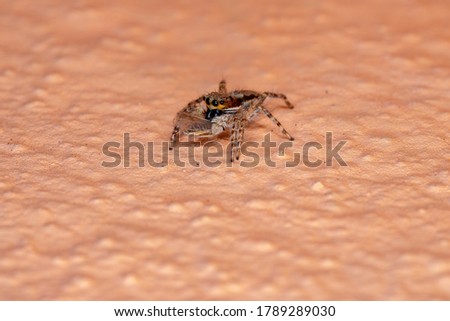 Gray Wall Jumping Spider of the species Menemerus bivittatus