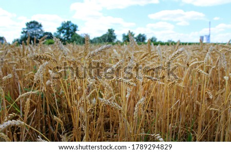 Gold blades of grain in corn field. Leg, Krakow, Poland. 