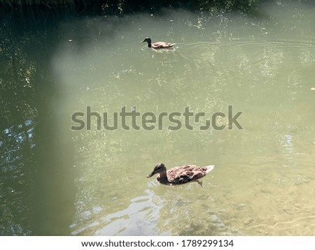Ducks on small lakes or ponds along the Glatt River - Zürich (Zuerich or Zurich), Switzerland (Schweiz)