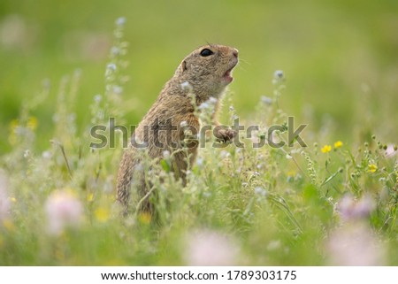 Funny ground squirrel on Summer meadow