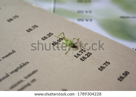 Small green insect on a menu in London