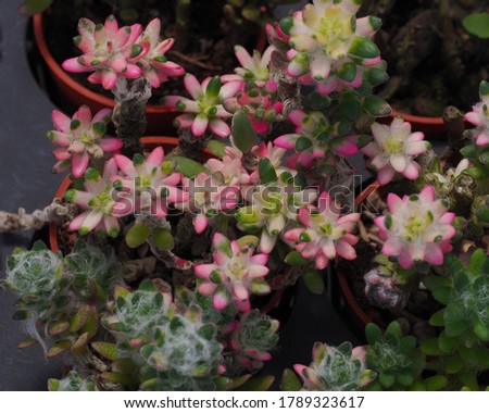 Portulaca werdermannii cactus in small pot