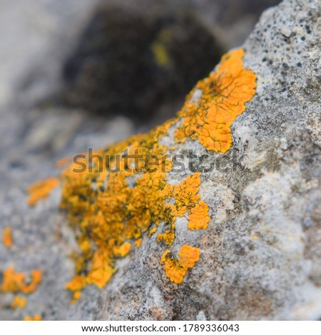 Xanthoria parietina or Maritime sunburst lichen is a foliose or a leafy lichen growing on rocks and trees, closeup