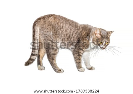 Adult cat, isolated. Cute gray cat on a white background. Studio photography cut for design or advertising