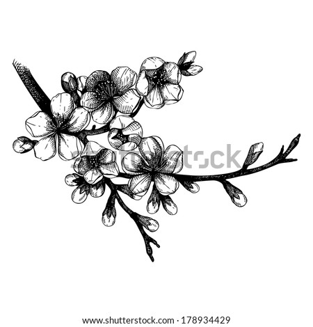  Hand drawn blooming  fruit tree twig illustration. Isolated on white.