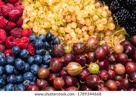 Gooseberries, blueberries, mulberry, raspberries, white and red currants background. 