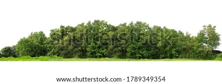 Forest isolated. Image useful for banners nd poster or photo maipulations. 3d rendering. Royalty-Free Stock Photo #1789349354