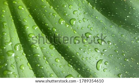 beautiful drops of rain water on a green leaf.Beautiful leaf texture in nature.