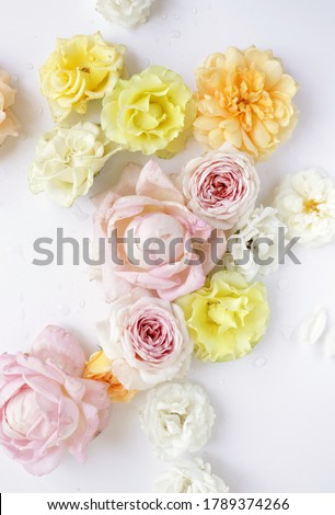 Tender pastel roses in bloom flat lay photo. Floral background wallpaper. Different flower heads on white background commercial photo
