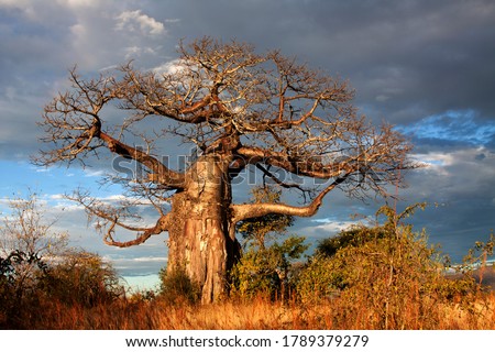 A massive ancient Baobab stands bathed in the light of late afternoon. The distinctive 'Up-side-down' tree is one of the first to shed its leaves when the dry season encroaches Royalty-Free Stock Photo #1789379279