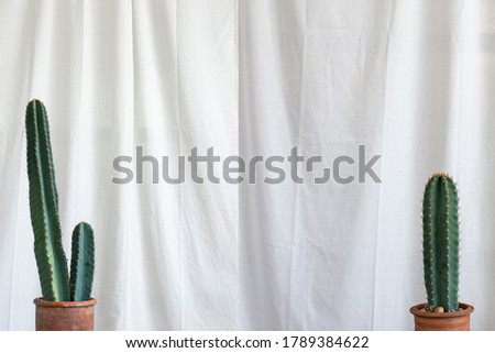 Cereus cactus plant on the window sill with a white curtain background.
