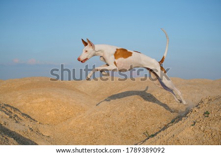 dog jumps through the sand dunes. Graceful Ibizan greyhound on a sky background. Pet in nature.  Royalty-Free Stock Photo #1789389092