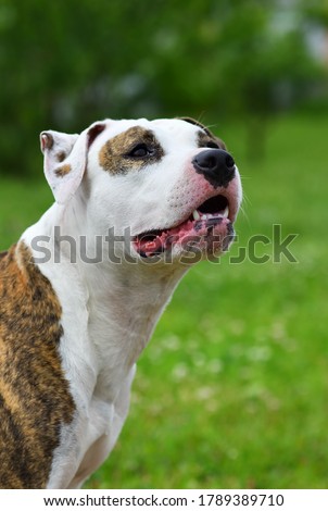 Beautiful dog, american staffordshire terrier portrait in nature in the summer garden 