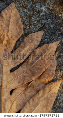 photo of half of the leaves that are already dried brown