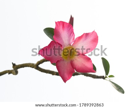 Close Up Of Beauty Flower Blossom On isolated Background,With Scientific Name Is Adenium Obesum