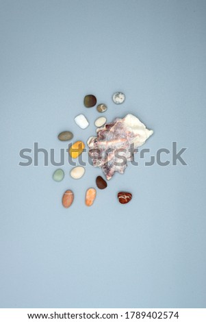 compositions of seashells and stones from the shores of different continents
