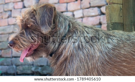 Portrait of a brown dog with a long sharp fur. Mixed breed with a hunting dog.