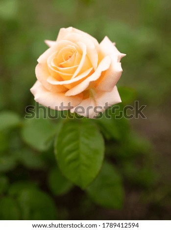 Beautiful rose flower in the park. Nature