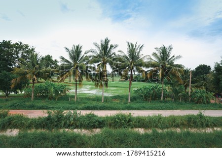 A picture of a rural atmosphere in Thailand, in this picture, consisting of rice fields, coconut trees and a small road for commuting to work.