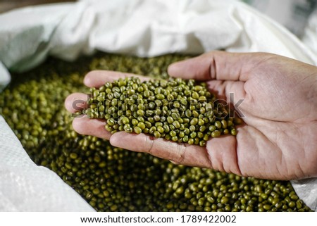 Hand holding green mung bean. Mung bean is a healthy food, close up view.