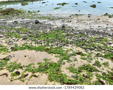 Flooded seaweeds on the beach.