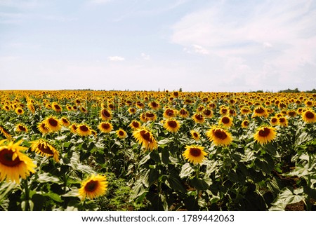 Bright yellow sunflowers in the fields against the blue sky.