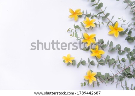 Border of yellow Frangipani flowers with green eucalyptus twig leaves 
