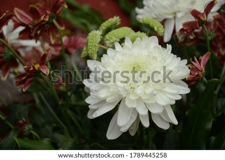 
chrysanthemum flower is a type of flowering plant that is often planted as an ornamental plant yard or quotation flowers.