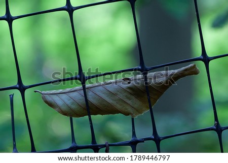 fallen leaf stuck in a fence