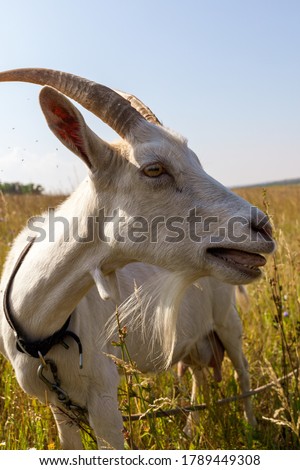 a close-up photo of a bleating horned goat against a field of dry grass. High quality photo