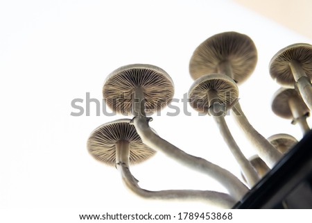 Medical research of psilocybin . Psilocybin cubensis mushroom. Fresh Psilocybin shroom.