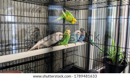 Cute colorful budgies in cage, outdoors, pet budgie, funny budgie, budgie kissing, love birds Royalty-Free Stock Photo #1789481633