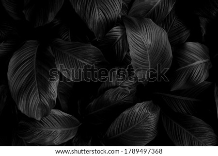 Textures of natural abstract black leaves for tropical leaf background, black and white images