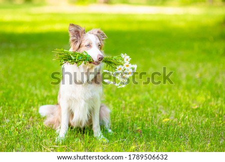 Border collie dog holds a bouquet of daisies in its mouth and sits on green summer grass. Empty space for text