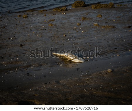 Dead fish lies in a Abu Dhabi beach during coronavirus pandemic.