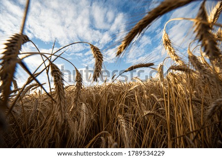Closeup photo of wheat field at sunrise