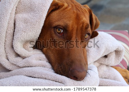 Closeup Large Brown Male Rhodesian Ridgeback Dog With Head Wrapped In Cotton Towel Looking At Camera Royalty-Free Stock Photo #1789547378