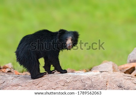 Sloth Bear standing on a rock