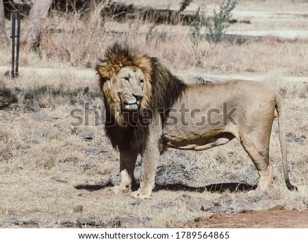 Men lion is portrait photo