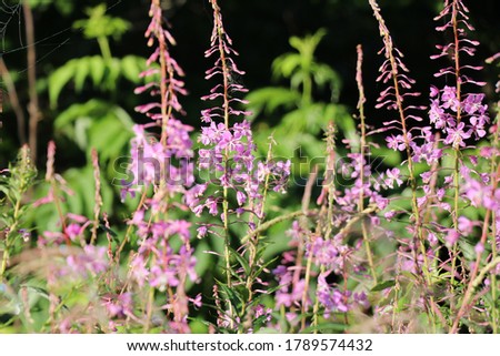 close up of purple wild flowers in green field