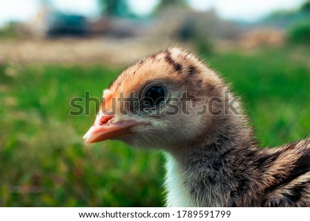Little turkey on green grass. Turkey-poult close up. Turkey chick walking in the air. Eco farm.